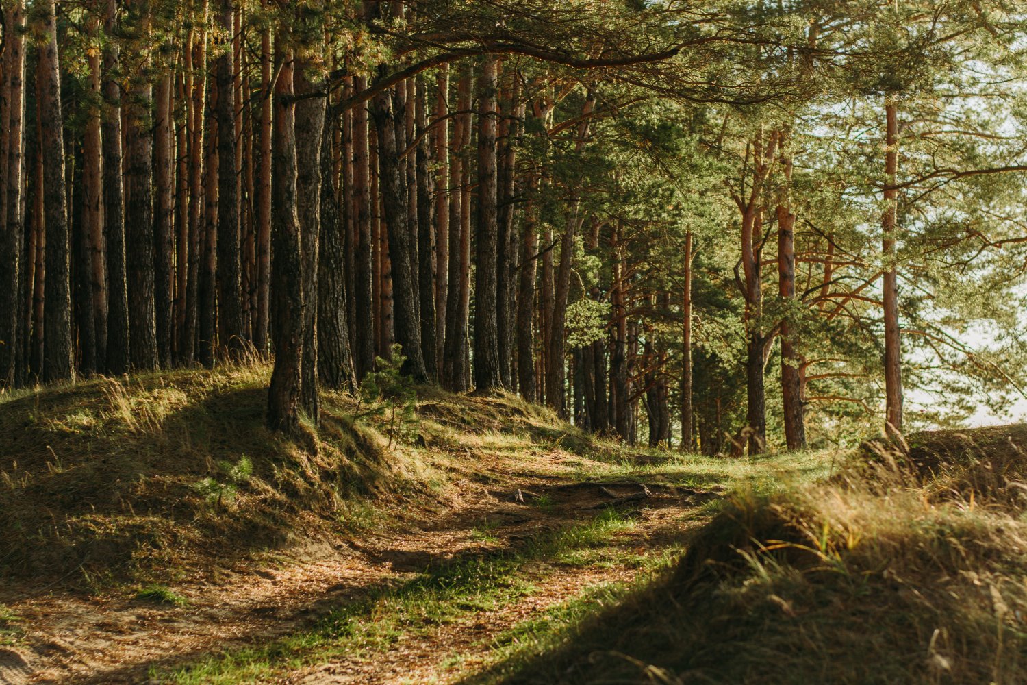nature photography tips forest at sunset