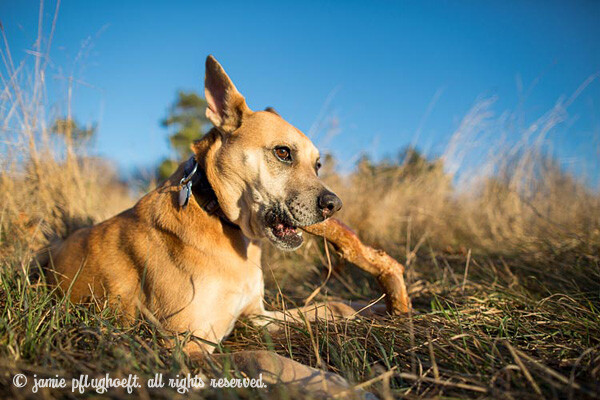 penny-copyright-jamie-pflughoeft.jpg Penny copyright jamie pflughoeft