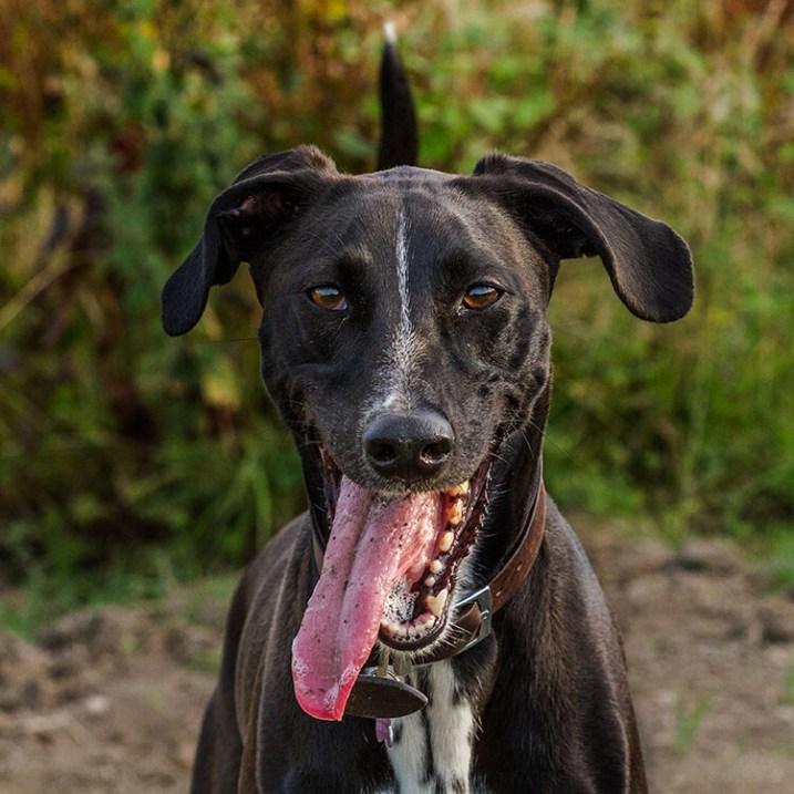 pet-photography-to-improve-camera-skills-0113