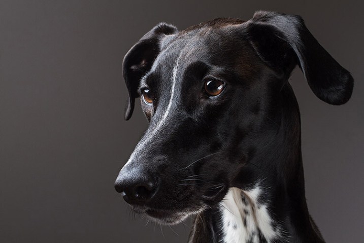 pet-photography-to-improve-camera-skills-0795