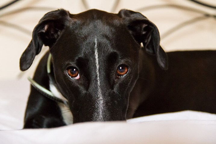 pet-photography-to-improve-camera-skills-8431