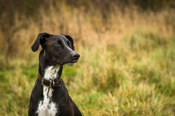 Why Taking Pictures of Your Pets Will Help Make You a Better Photographer