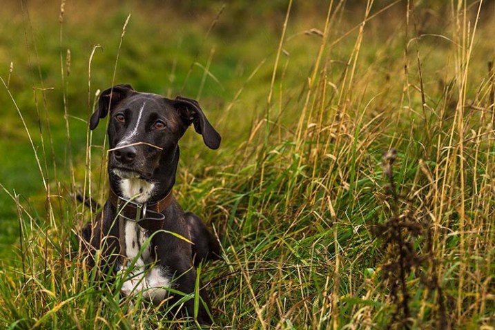 pet-photography-to-improve-camera-skills-9944