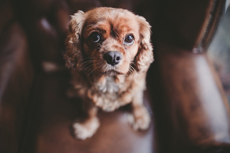 Photo with window light - 10 Amazing Camera Hacks for Dog Photography