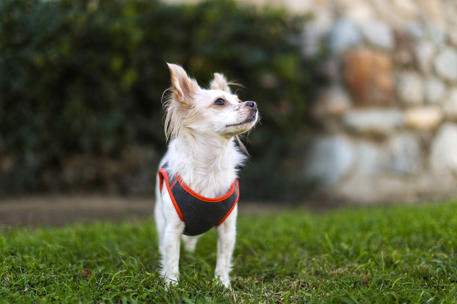 Dog photography tips