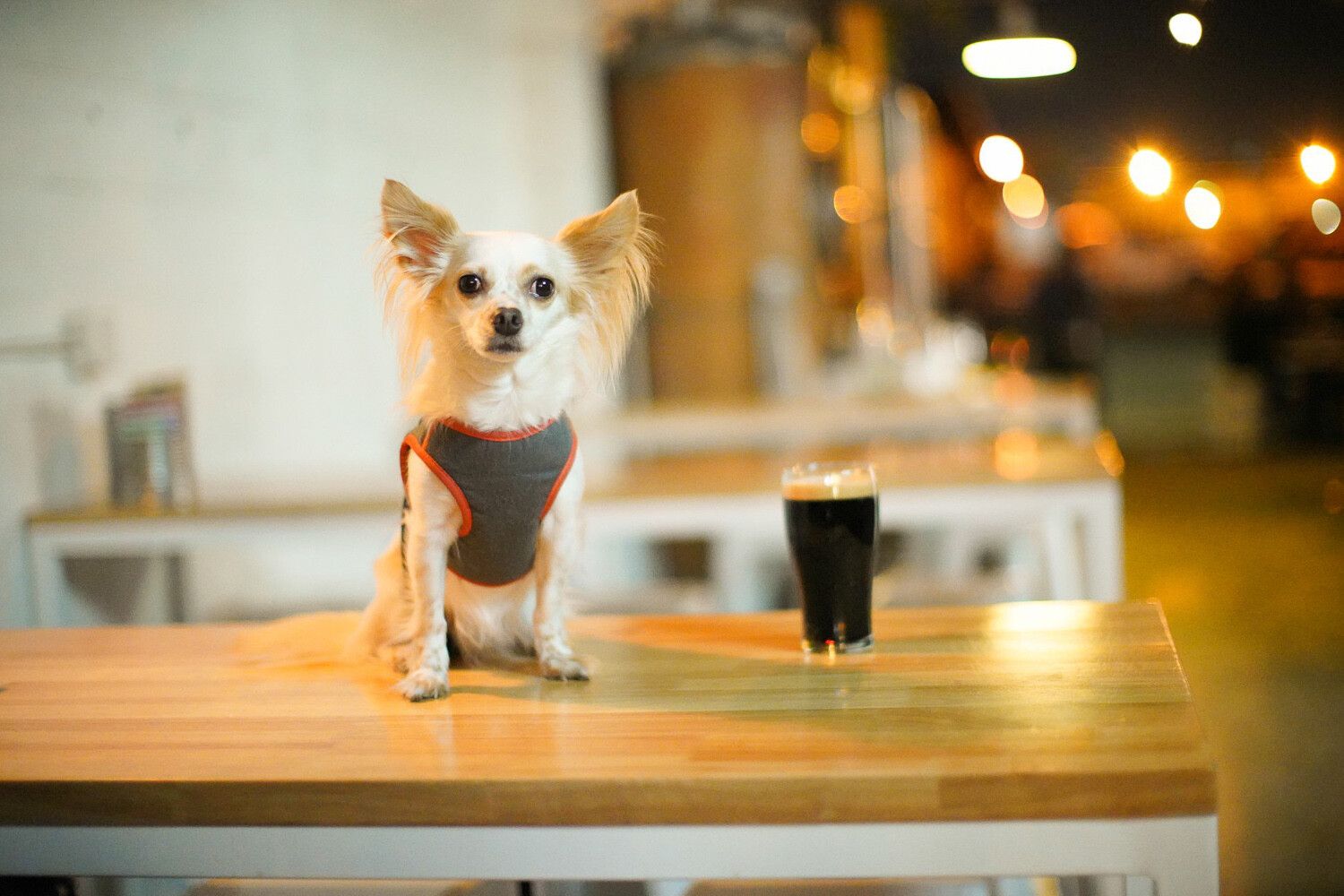 How to photograph dogs