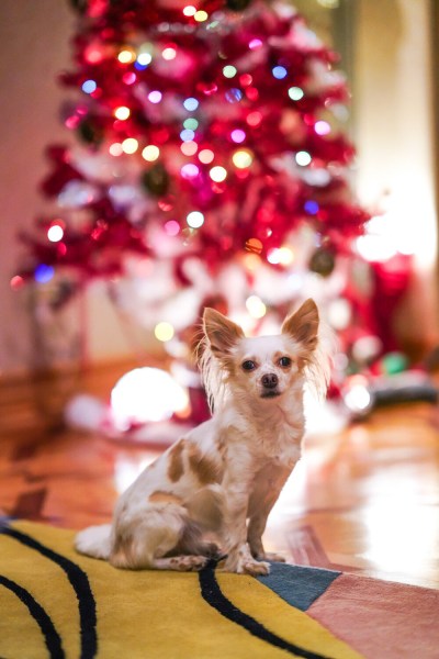 Dog photography tips