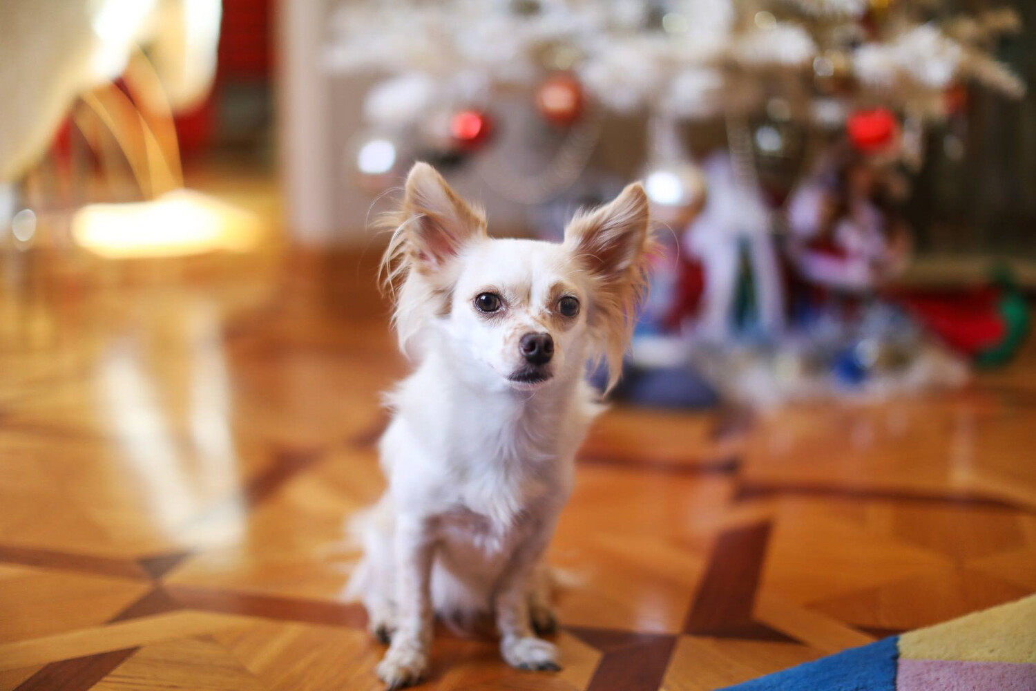 How to take photos of dogs