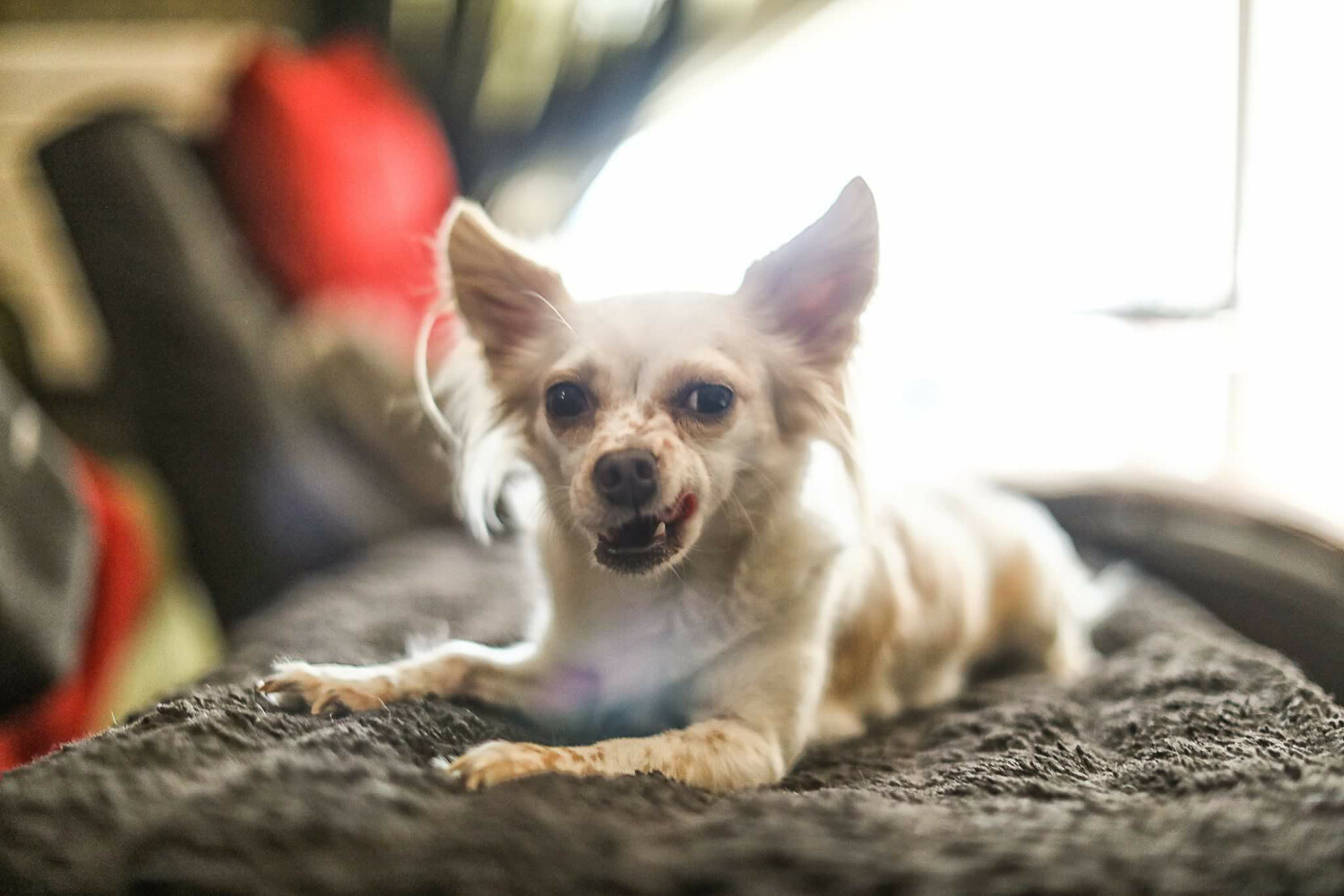 How to photograph dogs