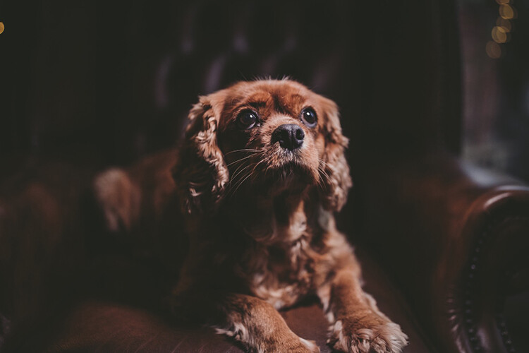 Photography camera light - 10 Amazing Camera Hacks for Dog Photography