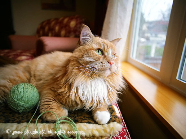 Top 10 Pet Photography Tips and Techniques