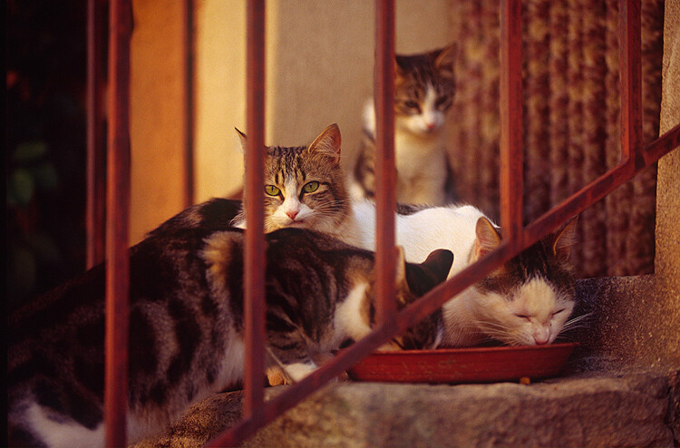 tips-photos-cats-01.jpg cat photography cats on the stairs