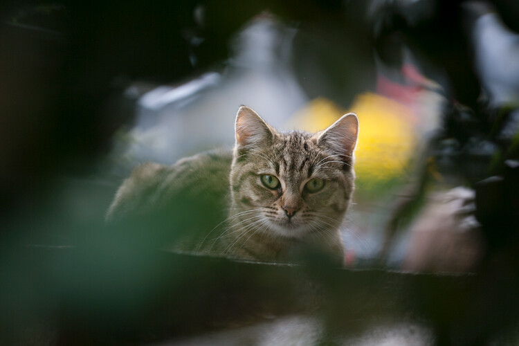 tips-photos-cats-02.jpg creative cat photography shooting-through technique