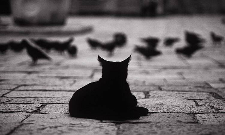 tips-photos-cats-03.jpg Cat sitting and watching birds
