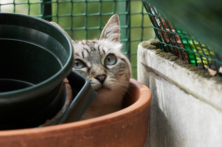 tips-photos-cats-04.jpg cat sitting in terra cotta jar