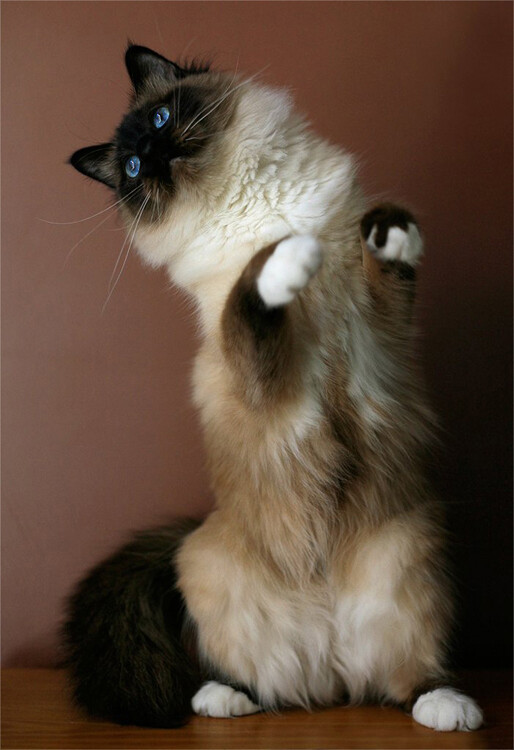 tips-photos-cats-05.jpg cat standing on two legs