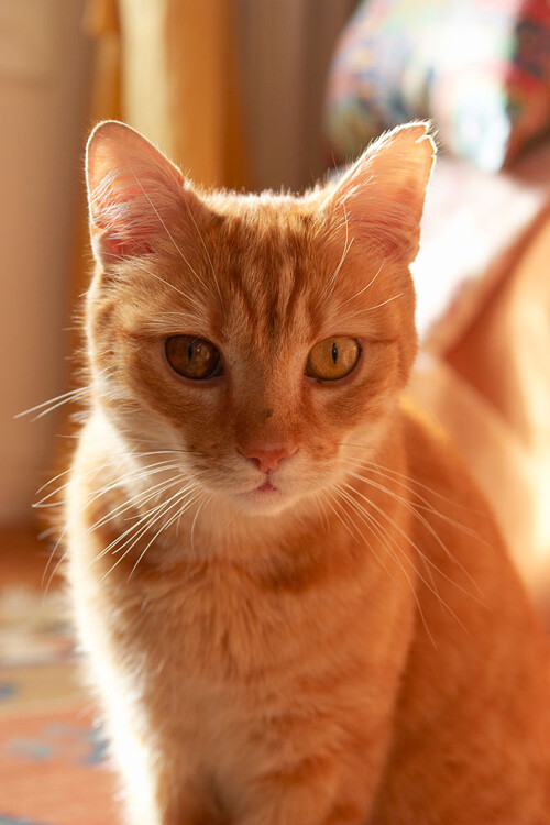 tips-photos-cats-06.jpg cat in beautiful lighting