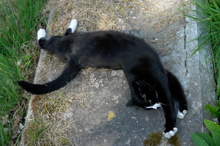 tips-photos-cats-07.jpg cat lying down and stretching