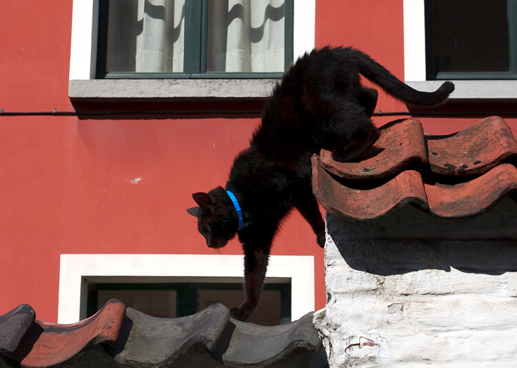 tips-photos-cats-08.jpg a cat walking across a roof