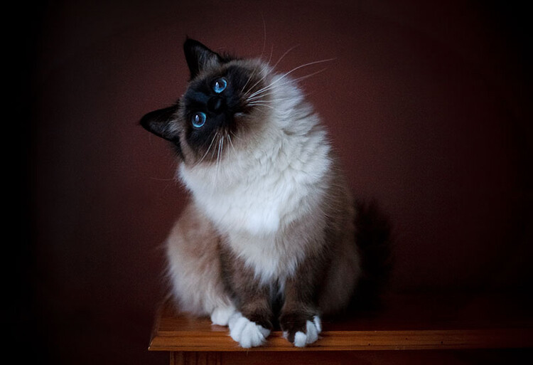 tips-photos-cats-09.jpg cat photography posed