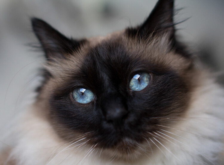 tips-photos-cats-10.jpg cat close-up photo