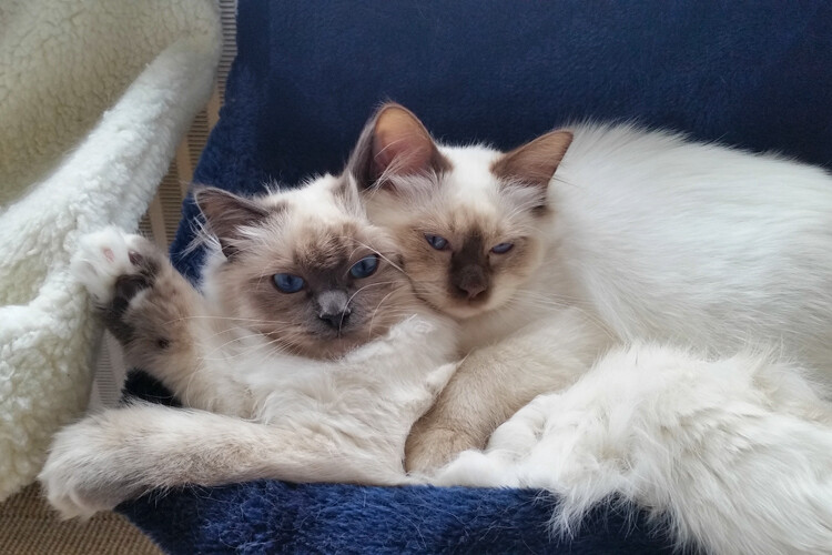 tips-photos-cats-11.jpg two cats struggle to share the bed