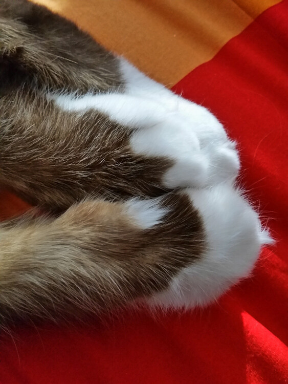 tips-photos-cats-12.jpg cat's paws on a red carpet