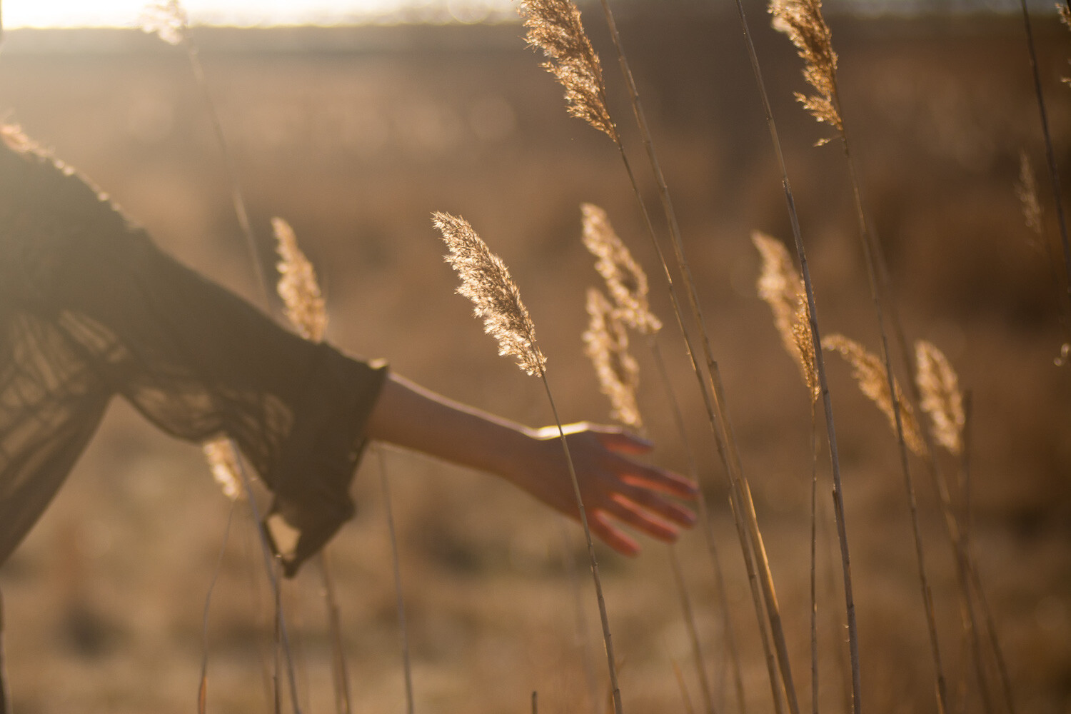 woman's arm in field